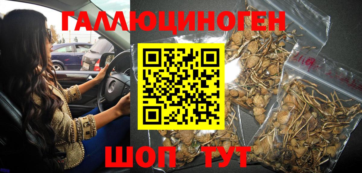 Галлюциногенные грибы Psilocybine cubensis Горячий Ключ